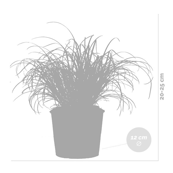 BLOOMIQUE - Lot de 6 - Cyperus zumula - Herbe à chat - Plante d’intérieur - H. 20-30 cm - P. 12 cm - large