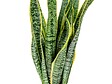 BLOOMIQUE - Lot de 2 - Sansevieria 'Laurentii' XL - Langue de belle-mère - Succulente - H. 55-65 cm - vignette