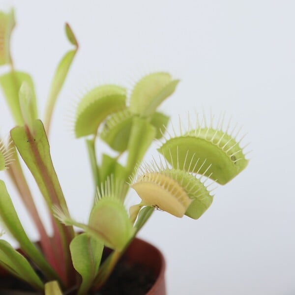 PLANT IN A BOX - Vénus attrape-mouches - Set de 3 - Dionaea muscipula - Hauteur 5-15cm - ⌀5,5cm - large