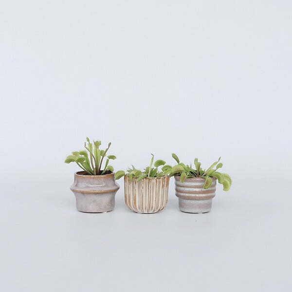 PLANT IN A BOX - Vénus attrape-mouches - Set de 3 - Dionaea muscipula - Hauteur 5-15cm - ⌀5,5cm - large