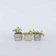 PLANT IN A BOX - Vénus attrape-mouches - Set de 3 - Dionaea muscipula - Hauteur 5-15cm - ⌀5,5cm - vignette