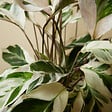 BLOOMIQUE - Lot de 2 - Calathea White Fusion - Plante paon - Plantes d'intérieur - H. 60-80 cm - P. 17 cm - vignette