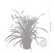 BLOOMIQUE - Mélange Facile à Entretenir x5 - H. 20-40 cm - P. 12 cm - vignette