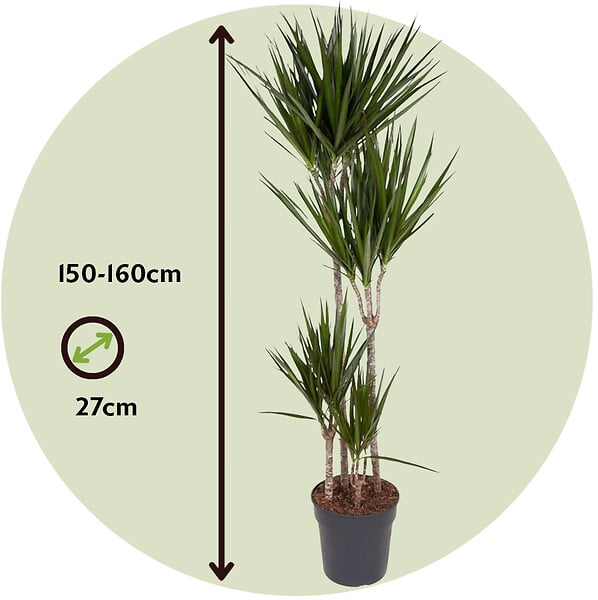 PLANT IN A BOX - Dragonnier - Dracaena marginata - Hauteur 150-160cm - ⌀27cm - large