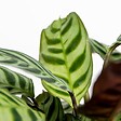 BLOOMIQUE - Ctenanthe Burle-Marxii - Plante de prière - Plante d’intérieur - H. 20-30 cm - P. 12 cm - vignette