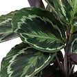 BLOOMIQUE - Calathea Medallion - Plante paon - Plante d’intérieur - Dépolluante - H. 40-50 cm - P. 14 cm - vignette