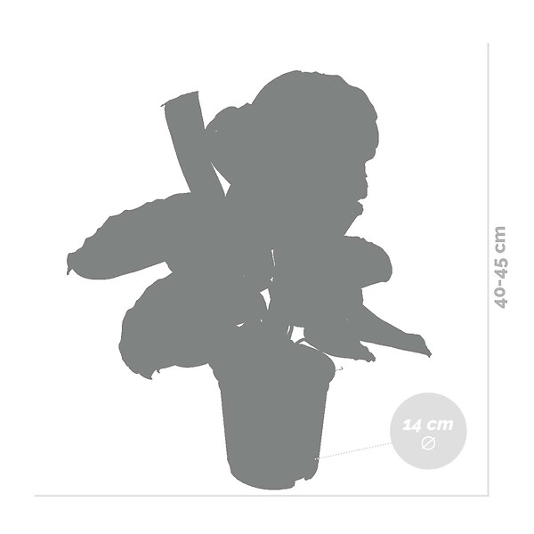 BLOOMIQUE - Calathea Medallion - Plante paon - Plante d’intérieur - Dépolluante - H. 40-50 cm - P. 14 cm - large