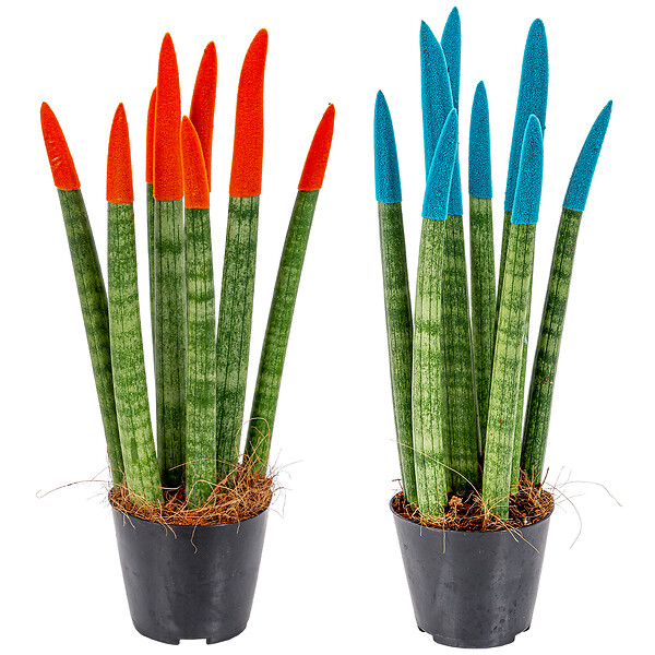 BLOOMIQUE - Lot de 2 - Sansevieria Velvet Touch - Langue de belle-mère - H. 20-30 cm - P. 9 cm - large