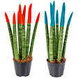 BLOOMIQUE - Lot de 2 - Sansevieria Velvet Touch - Langue de belle-mère - H. 20-30 cm - P. 9 cm - vignette