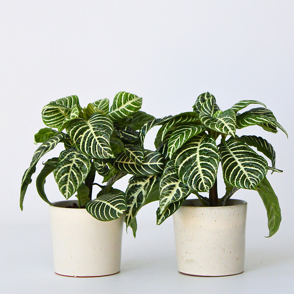 PLANT IN A BOX - Plante à feuilles panachées - Set de 4 - Aphelandra botanica - H25-45cm - ⌀13cm - large