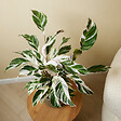BLOOMIQUE - Calathea White Fusion - Plante paon - Plantes d'intérieur - Purifiant l'air - H. 60-80 cm - P. 17 cm - vignette