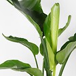 BLOOMIQUE - Strelitzia Nicolai - Plante Strelitzia - Oiseau de paradis - Plante d'intérieur grande - H. 70-80 cm - vignette