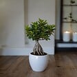 PLANT IN A BOX - Bonsaï - Ficus microcarpa - Hauteur 30-40cm - ⌀12cm - vignette
