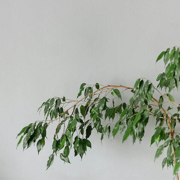 PLANT IN A BOX - Ficus pleureur - Ficus benjamina 'Danielle' - Hauteur 100-110cm - ⌀21cm - large