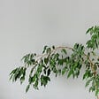 PLANT IN A BOX - Ficus pleureur - Ficus benjamina 'Danielle' - Hauteur 100-110cm - ⌀21cm - vignette