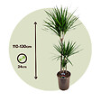 PLANT IN A BOX - Dragonnier - Dracaena marginata - Hauteur 110-130cm - ⌀24cm - vignette