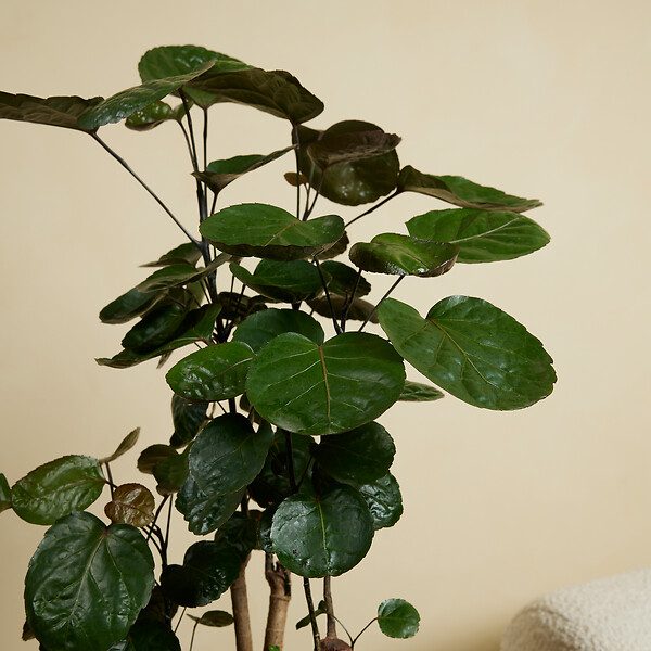 BLOOMIQUE - Polyscias Fabian - Aralia - Plantes d'intérieur - Purifiant l'air - 80-100 cm de Haut - Pot 21cm - large