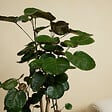BLOOMIQUE - Polyscias Fabian - Aralia - Plantes d'intérieur - Purifiant l'air - 80-100 cm de Haut - Pot 21cm - vignette