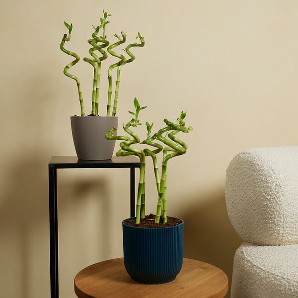 BLOOMIQUE - Lot de 10 - Dracaena Sanderiana - Lucky Bamboo - Lucky Bamboo - Plantes d'intérieur - H. 40-50 cm - large