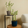 BLOOMIQUE - Lot de 10 - Dracaena Sanderiana - Lucky Bamboo - Lucky Bamboo - Plantes d'intérieur - H. 40-50 cm - vignette