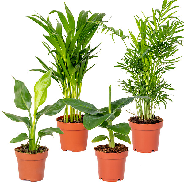 BLOOMIQUE - Lot de 4 - Mélange de plantes tendance - Chamaedorea, Dypsis, Musa, Strelitzia - Dépolluantes - large