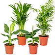 BLOOMIQUE - Lot de 4 - Mélange de plantes tendance - Chamaedorea, Dypsis, Musa, Strelitzia - Dépolluantes - vignette