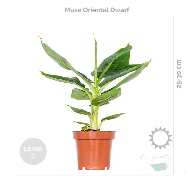 BLOOMIQUE - Lot de 4 - Mélange de plantes tendance - Chamaedorea, Dypsis, Musa, Strelitzia - Dépolluantes - large