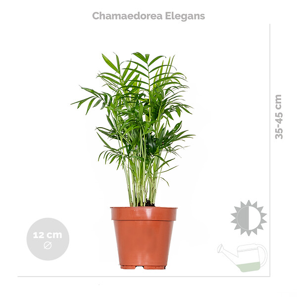 BLOOMIQUE - Lot de 4 - Mélange de plantes tendance - Chamaedorea, Dypsis, Musa, Strelitzia - Dépolluantes - large