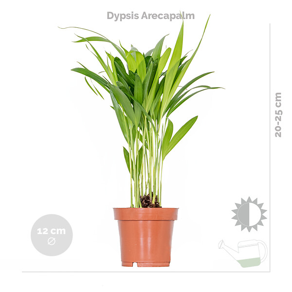 BLOOMIQUE - Lot de 4 - Mélange de plantes tendance - Chamaedorea, Dypsis, Musa, Strelitzia - Dépolluantes - large