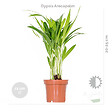 BLOOMIQUE - Lot de 4 - Mélange de plantes tendance - Chamaedorea, Dypsis, Musa, Strelitzia - Dépolluantes - vignette