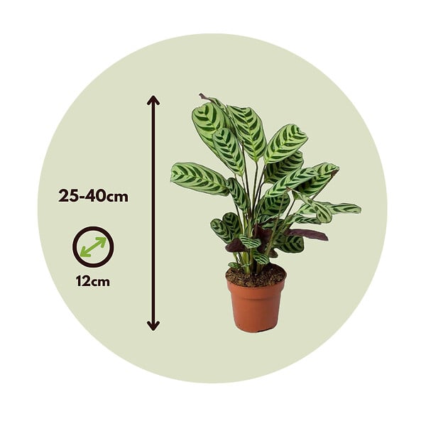 PLANT IN A BOX - Plante Dormeuse - Ctenanthe 'burle-marxii' - Hauteur 25-40cm - ⌀12cm - large