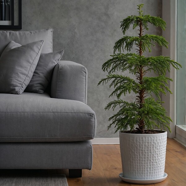 PLANT IN A BOX - Pin de Norfolk - Araucaria heterophylla - Hauteur 70-80cm - ⌀21cm - large