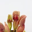 PLANT IN A BOX - Sarracénie pourpre - Set de 6 - Sarracenia purpurea - Hauteur 10cm - ⌀5,5cm - vignette