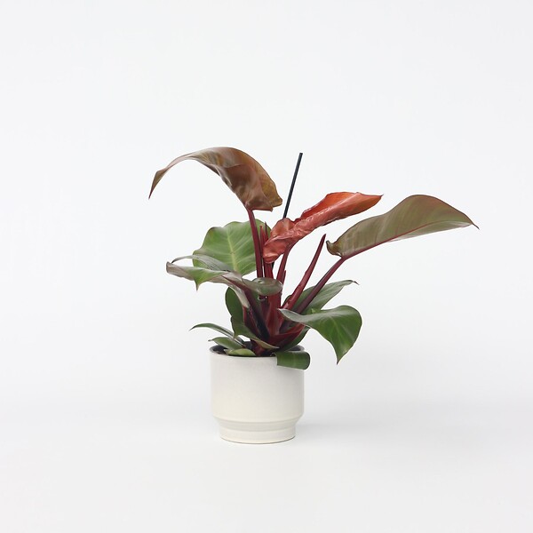PLANT IN A BOX - Plante verte - Philodendron 'Sun Light' - Hauteur 20-30cm - ⌀12cm - large