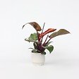 PLANT IN A BOX - Plante verte - Philodendron 'Sun Light' - Hauteur 20-30cm - ⌀12cm - vignette