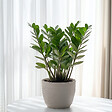 PLANT IN A BOX - Plante ZZ - Zamioculcas Emerald - Hauteur 70-80cm - ⌀21cm - vignette