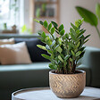 PLANT IN A BOX - Plante ZZ - Zamioculcas Emerald - Hauteur 70-80cm - ⌀21cm - vignette