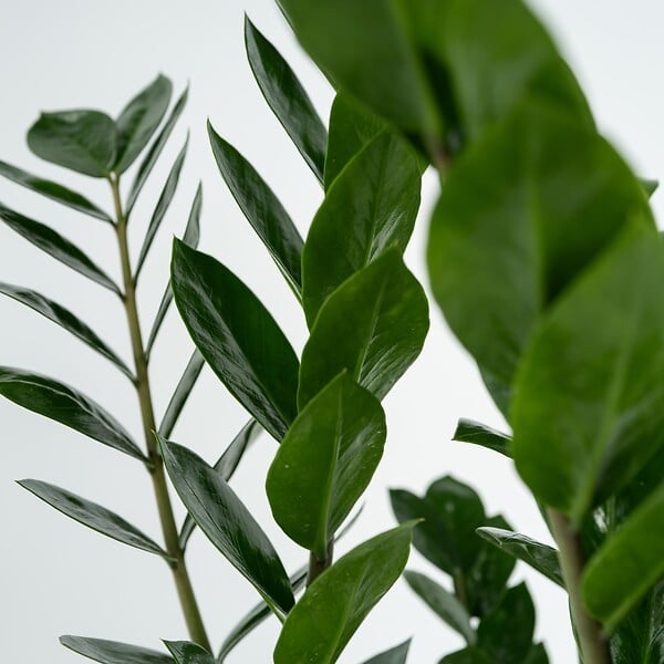 PLANT IN A BOX - Plante ZZ - Zamioculcas Emerald - Hauteur 70-80cm - ⌀21cm - large