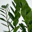 PLANT IN A BOX - Plante ZZ - Zamioculcas Emerald - Hauteur 70-80cm - ⌀21cm - vignette