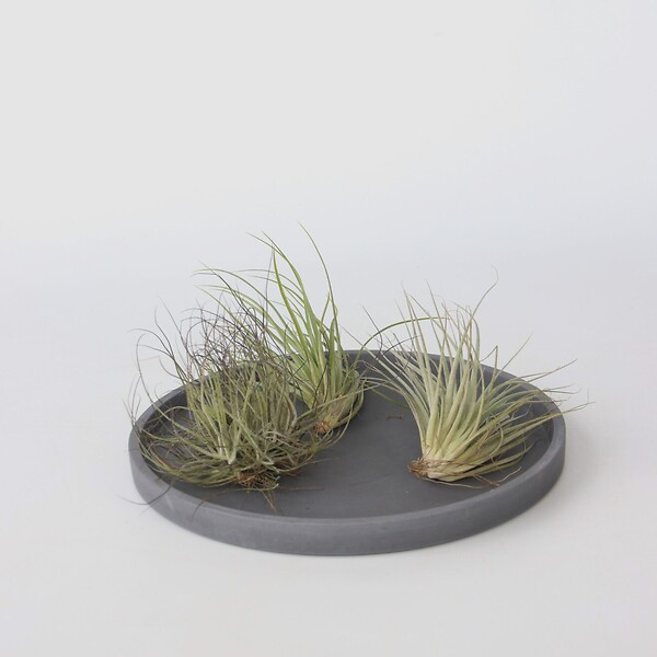 PLANT IN A BOX - Plante aérienne - Set de 5 - Tillandsia - Hauteur 5-15cm - ⌀5cm - large
