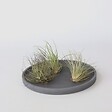 PLANT IN A BOX - Plante aérienne - Set de 5 - Tillandsia - Hauteur 5-15cm - ⌀5cm - vignette