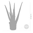 BLOOMIQUE - Lot de 2 - Aloe Vera - Plantes d’intérieur - Plantes grasses - H. 20-30 cm - P. 10,5 cm - vignette