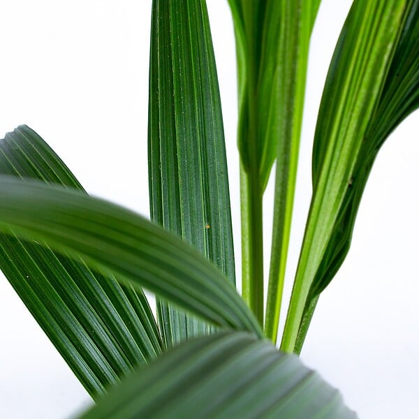 BLOOMIQUE - Cocos Nucifera - Cocotier - Plantes d’intérieur - Dépolluante - H. 70-90 cm - P. 19 cm - large