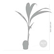 BLOOMIQUE - Cocos Nucifera - Cocotier - Plantes d’intérieur - Dépolluante - H. 70-90 cm - P. 19 cm - vignette