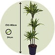 PLANT IN A BOX - Dragonnier - Dracaena 'Lemon Lime' - Hauteur 130-140cm - ⌀24cm - vignette