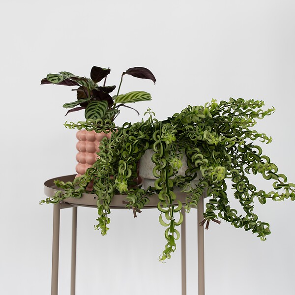 PLANT IN A BOX - Plante rouge à lèvres - Set de 2 - Aeschynanthus pulcher - H20-30cm - ⌀15cm - large