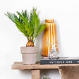 BLOOMIQUE - Cycas Revoluta - Cycas du Japon - Palmier d'intérieur - Plantes d’intérieur - H. 30-40 cm - P. 12 cm - vignette