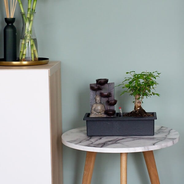 PLANT IN A BOX - Bonsaï - Bonsai - Hauteur 25-35cm - ⌀29cm - large