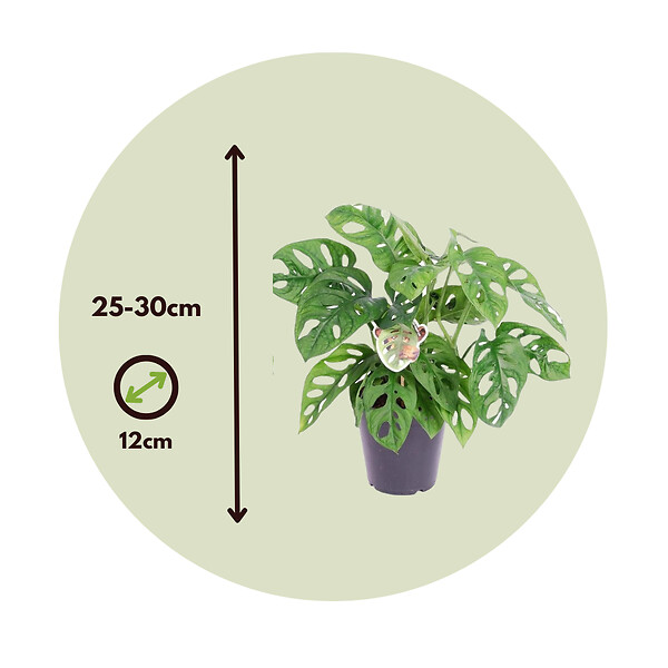 PLANT IN A BOX - Plante à trous - Monstera adansonii 'Monkey Mask' - Hauteur 25-30cm - ⌀12cm - large