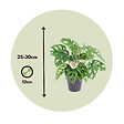 PLANT IN A BOX - Plante à trous - Monstera adansonii 'Monkey Mask' - Hauteur 25-30cm - ⌀12cm - vignette